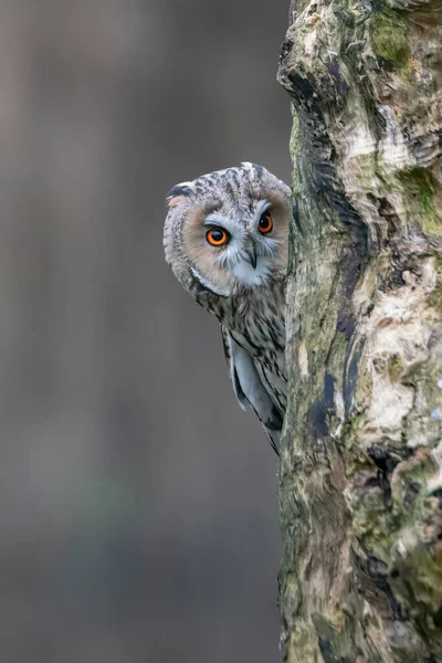 美しいオランダのノールブラバントの森の枝にある長い耳のフクロウ Asio Otus カメラを見て 竹のフクロウをのぞかせます フクロウをかくしたり探したり — ストック写真