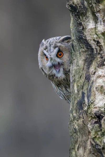 Beautiful Long Ear Owls Asio Otus Branch Forest Noord Brabant — стоковое фото