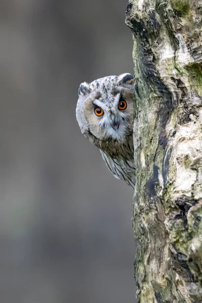 Beautiful Long Eared Owls Asio Otus Branch Forest Noord Brabant — Stock Photo, Image