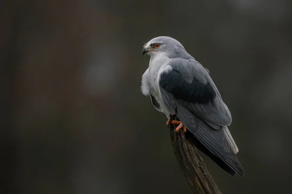 Aquilone Alato Nero Elanus Caeruleus Ramo Sfondo Verde Brabante Settentrionale — Foto Stock