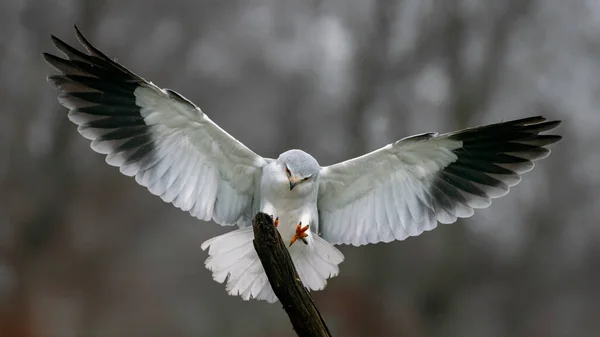 Latawiec Czarnoskrzydły Elanus Caeruleus Gałęzi Zielone Tło Noord Brabant Niderlandach — Zdjęcie stockowe