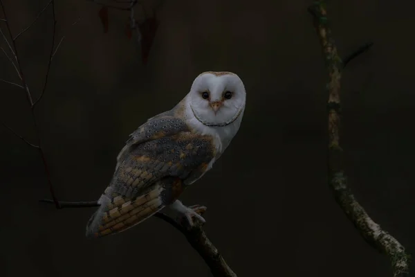 荷兰美丽的Barn Owl Tyto Alba — 图库照片