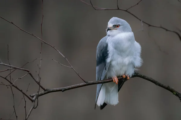 Svartvingad Drake Elanus Caeruleus Gren Grön Bakgrund Noord Brabant Nederländerna — Stockfoto