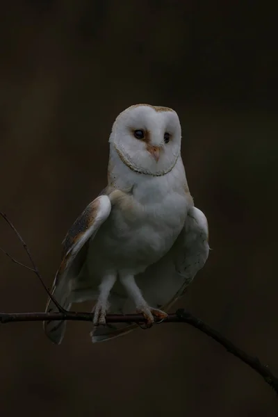 Vacker Laduuggla Tyto Alba Nederländerna — Stockfoto