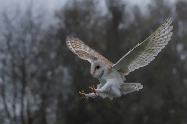 Beautiful Barn Owl Tyto Alba Netherlands — Stock Photo, Image