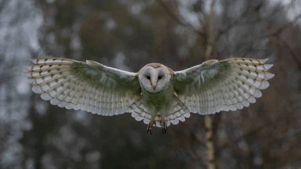 Coruja Celeiro Bonita Tyto Alba Países Baixos — Fotografia de Stock