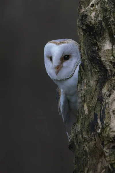 Beautiful Barn Owl Tyto Alba Netherlands — стокове фото