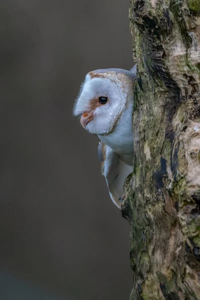 Schöne Schleiereule Tyto Alba Niederlande — Stockfoto