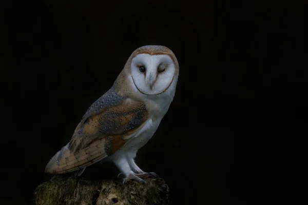 Beautiful Barn Owl Tyto Alba Países Bajos —  Fotos de Stock