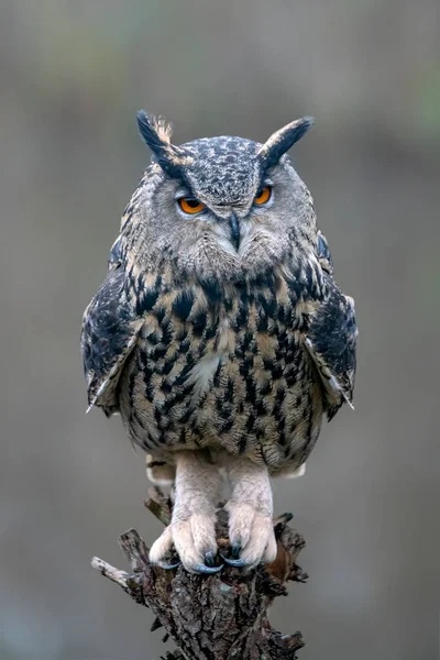 Schöner Uhu Bubo Bubo Gelderland Den Niederlanden — Stockfoto