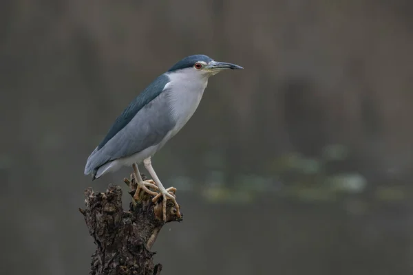 Beautiful Black Crowned Night Heron Nycticorax Nycticorax Branch Natural Habitat — Stockfoto