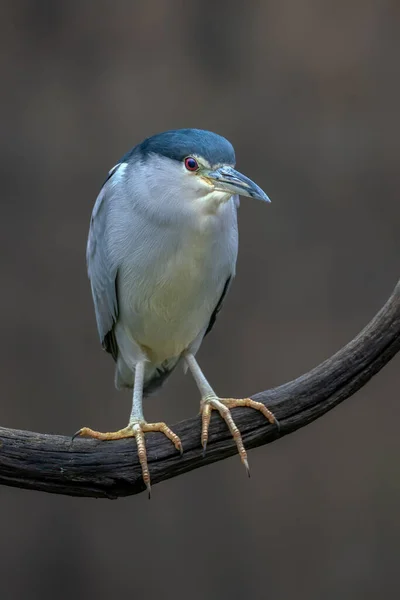 美丽的黑冠夜鹭 Nycticorax Nycticorax 在自然栖息地的树枝上 — 图库照片