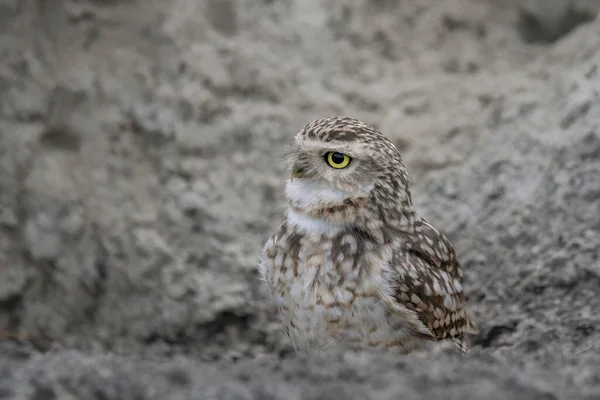 Niedliche Erdkauz Athene Cunicularia Noord Brabant Den Niederlanden — Stockfoto