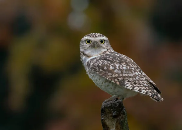 Cute Burrowing Owl Athene Cunicularia Noord Brabant Netherlands — Stock Photo, Image