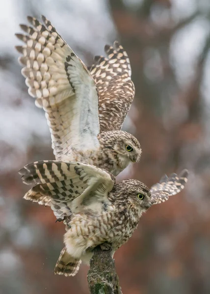 Two Beautiful Long Eared Owls Asio Otus Branch Wings Spread — Φωτογραφία Αρχείου