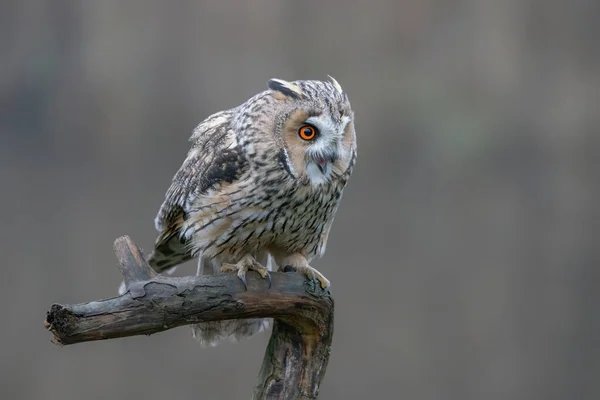Beautiful Long Eared Owl Asio Otus Forest Noord Brabant Netherlands — Zdjęcie stockowe