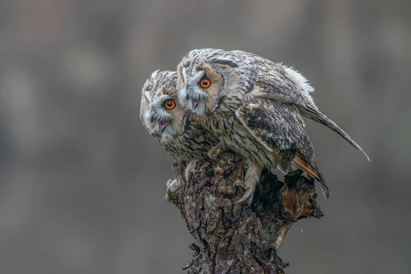 Hermosa Los Búhos Orejas Largas Asio Otus Una Rama Betula —  Fotos de Stock