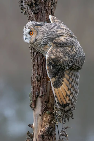 Gyönyörű Eurázsiai Sas Bagoly Bubo Bubo Gelderland Hollandiában — Stock Fotó