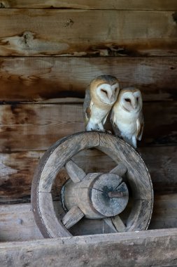 Two cute and Beautiful Barn owls (Tyto alba) sitting in an old barn. In the Netherlands. Wooden background.