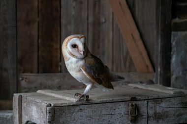 Beautiful Barn owl (Tyto alba) in an old barn. In the Netherlands. Wooden background.