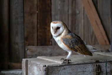 Beautiful Barn owl (Tyto alba) in an old barn. In the Netherlands. Wooden background.