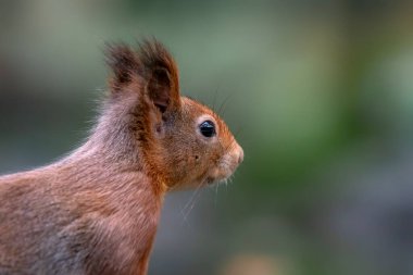 Hollanda 'daki Noord Brabant ormanında güzel kırmızı sincap (Sciurus vulgaris).