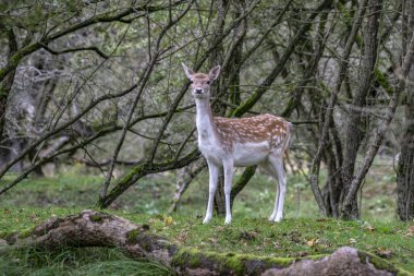 Hollanda 'daki Amsterdam Waterleidingduinen ormanında erkek Fallow geyiği (Dama dama) çiftleşme mevsiminde            