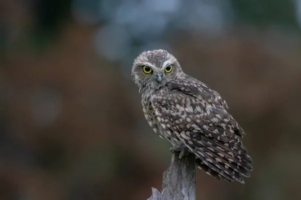 Cute Burrowing Owl Athene Cunicularia Noord Brabant Netherlands — Fotografia de Stock