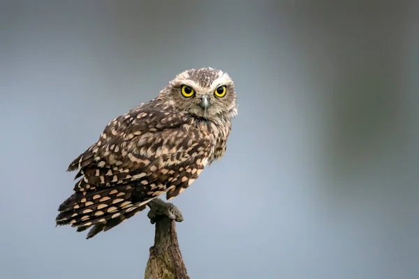 Cute Burrowing Owl Athene Cunicularia Noord Brabant Netherlands — Fotografia de Stock