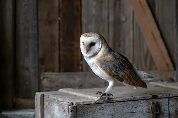 Beautiful Barn Owl Tyto Alba Old Barn Netherlands Wooden Background — Fotografia de Stock