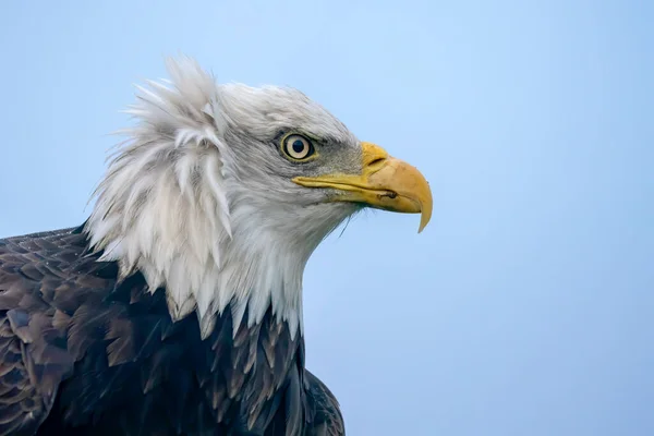 Beautiful and majestic  bald eagle, American eagle  (Haliaeetus leucocephalus)  American National Symbol Bald Eagle on Sunny Day.