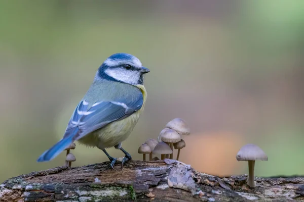 Eurasian Blue Tit Cyanistes Caeruleus Forest Noord Brabant Netherlands — Stok fotoğraf