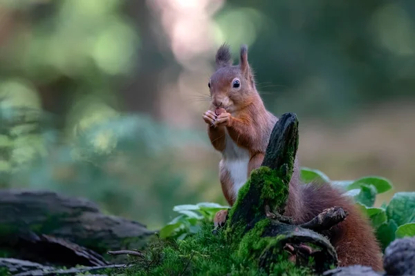 Piękna Czerwona Wiewiórka Sciurus Vulgaris Lesie Noord Brabant Holandii — Zdjęcie stockowe