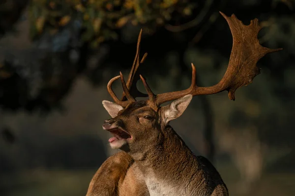 Cervo Macho Fallow Dama Dama Época Rutting Floresta Amsterdam Waterleidingduinen — Fotografia de Stock