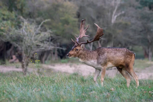 Male Fallow Deer Dama Dama Rutting Season Forest Amsterdam Waterleidingduinen — Stock Photo, Image