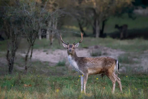 Male Fallow Deer Dama Dama Rutting Season Forest Amsterdam Waterleidingduinen — Stock Photo, Image