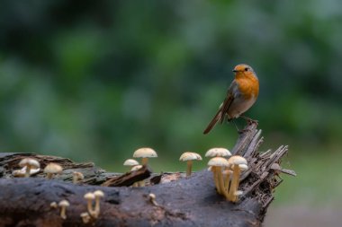  Hollanda Brabant ormanında Robin Bird (Erithacus rubecula)                                                                     