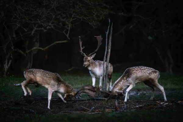 네덜란드의 볼루웨 평야에 Cervus Elaphus — 스톡 사진