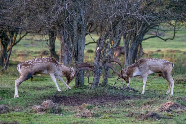 Κόκκινο Ελάφι Cervus Elaphus Στον Τομέα Του Εθνικού Πάρκου Hoge — Φωτογραφία Αρχείου