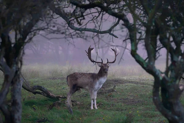 Cervo Macho Fallow Dama Dama Época Rutting Floresta Amsterdam Waterleidingduinen — Fotografia de Stock