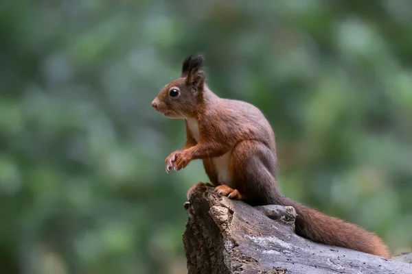 Esquilo Vermelho Bonito Sciurus Vulgaris Floresta Noord Brabant Nos Países — Fotografia de Stock