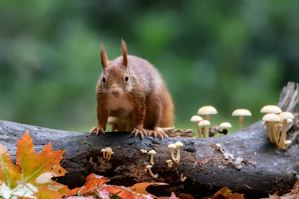 Esquilo Vermelho Bonito Sciurus Vulgaris Ramo Uma Floresta Coberta Com — Fotografia de Stock