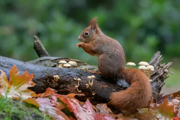 Cute Red Squirrel Sciurus Vulgaris Гілці Лісі Покритому Барвистим Листям — стокове фото