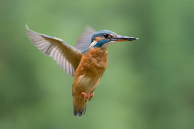 Hollanda 'nın Overijssel ormanında yaygın Kingfisher (Alcedo at this).