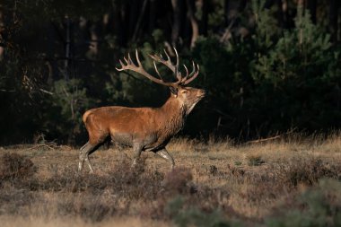 Hollanda 'daki Ulusal Park Hoge Veluwe sahasında kızıl geyik (Cervus elaphus).