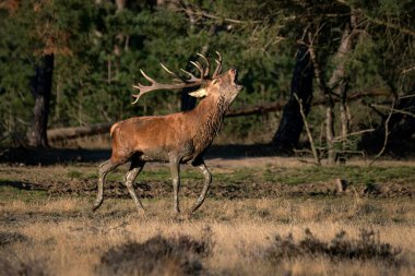 Hollanda 'daki Ulusal Park Hoge Veluwe sahasında kızıl geyik (Cervus elaphus).