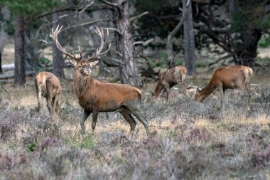 Hollanda 'daki Ulusal Park Hoge Veluwe sahasında kızıl geyik (Cervus elaphus).