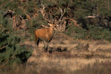 Hollanda 'daki Ulusal Park Hoge Veluwe sahasında kızıl geyik (Cervus elaphus).