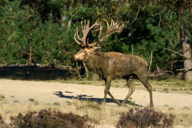 Hollanda 'daki Ulusal Park Hoge Veluwe sahasında kızıl geyik (Cervus elaphus).