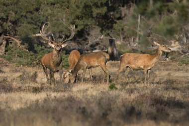 Hollanda 'daki Ulusal Park Hoge Veluwe sahasında kızıl geyik (Cervus elaphus).